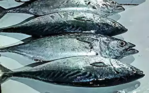 Marathi Name of Tuna Fish (Kupa) Benefits and Price