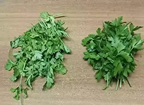 The Best Coriander Substitutes: A Chef’s Guide to Professional Kitchen Pivots