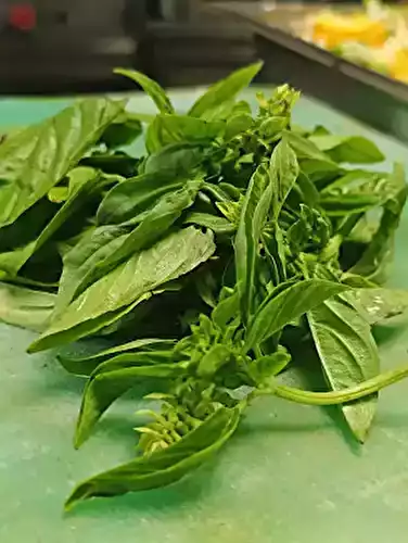 Basil Leaves — Complete Chef's Guide: Types, Uses, Storage, Nutrition and Benefits