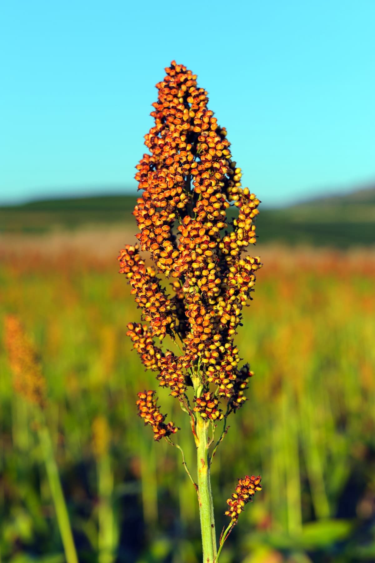 8 Amazing Health Benefits of Sorghum Flour