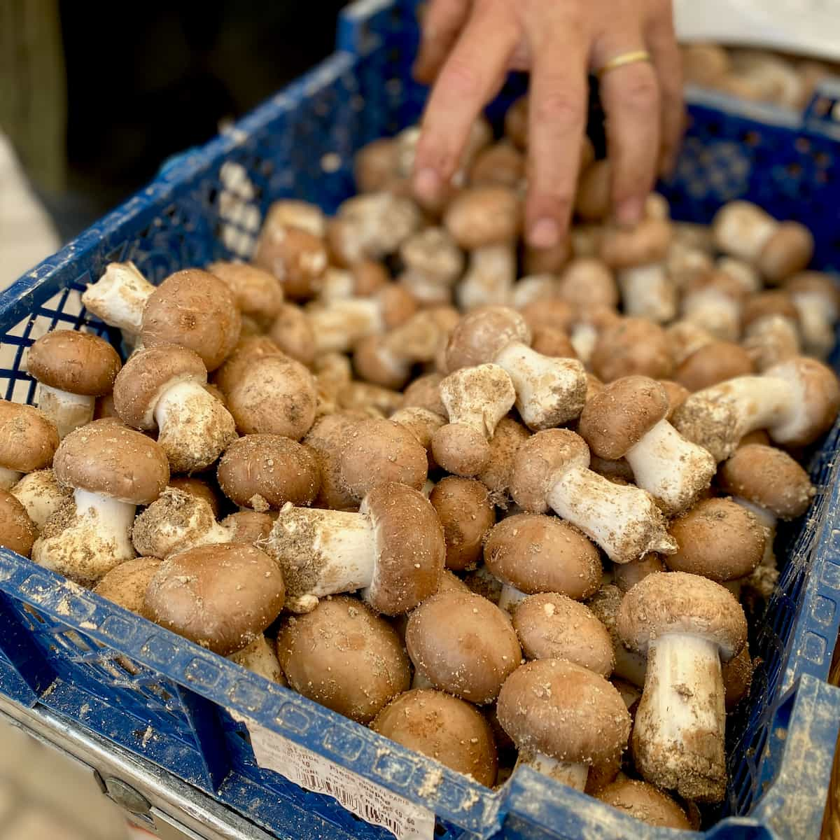 Mushrooms (Champignons)