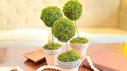 Moss Ball Topiaries