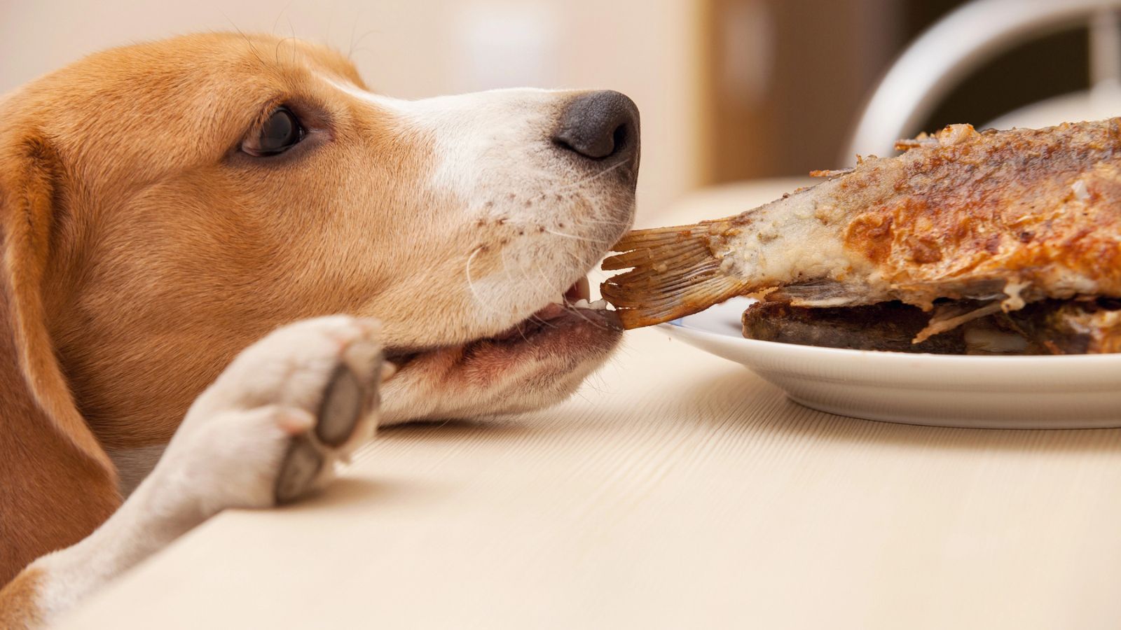 14 Delicious Recipes You Can Also Share With Your Dog Without Risking Her Health