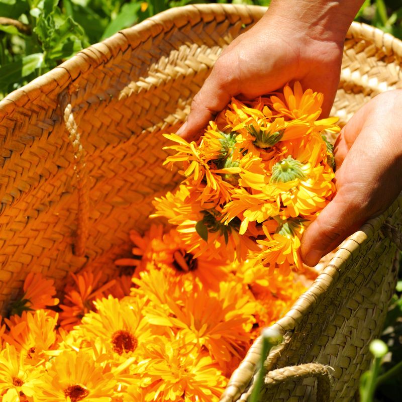 7 Health Benefits of Calendula + How To Use It