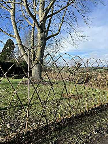 🌿 How to Build a Living Willow Structure (Beginner Friendly Guide)