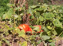 Mon Potager, My Vegetable Garden