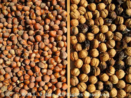 Nuts: health benefits and cooking ideas