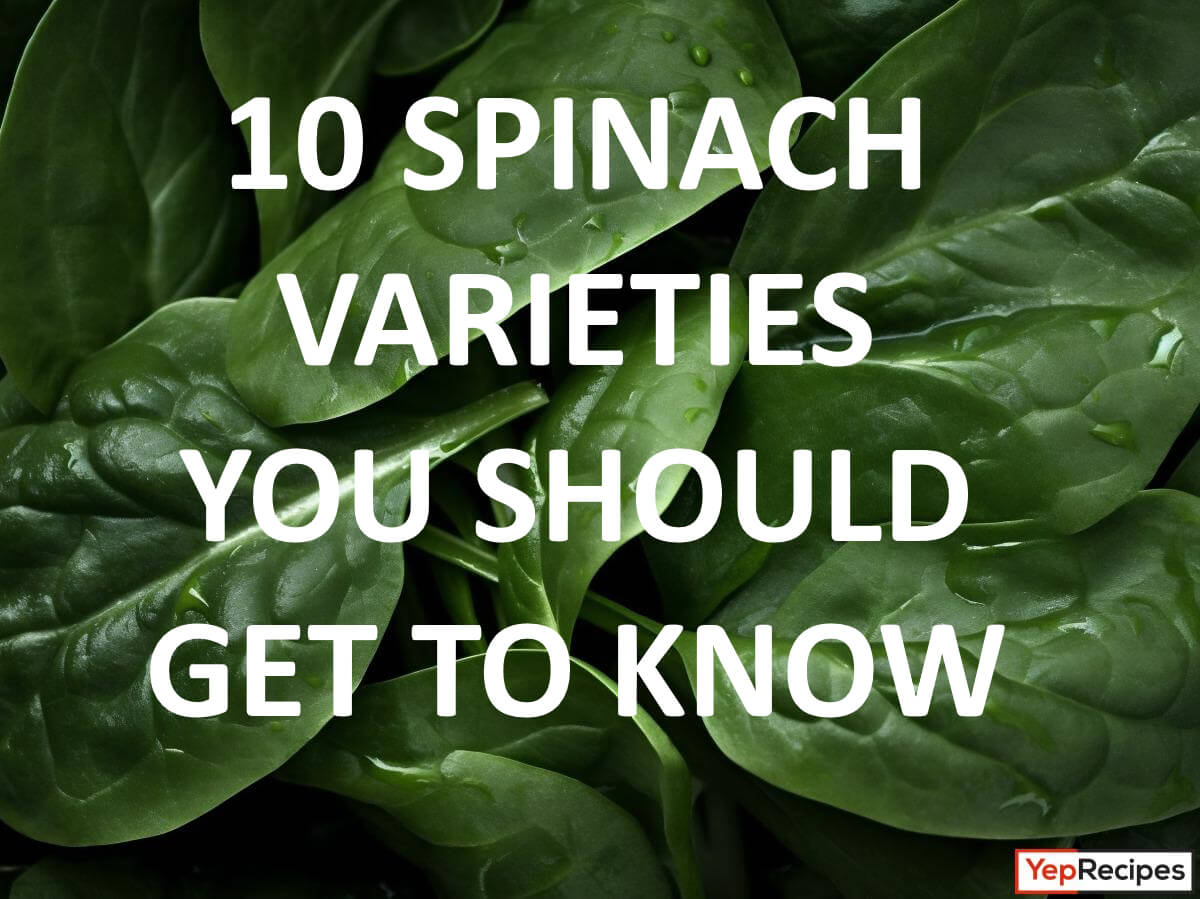 10 Varieties of Spinach You Should Get to Know