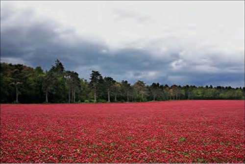 Coming Home to Nature: The French Art of Countryfication